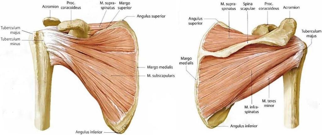19 Kuva 7. Kiertäjäkalvosimen lihakset (Gilroy ym. 2009, 276-303) Olkavarren lihaksiin kuuluvan hauislihaksen (m. biceps brachii) ja kolmipäisen olkalihaksen (m.