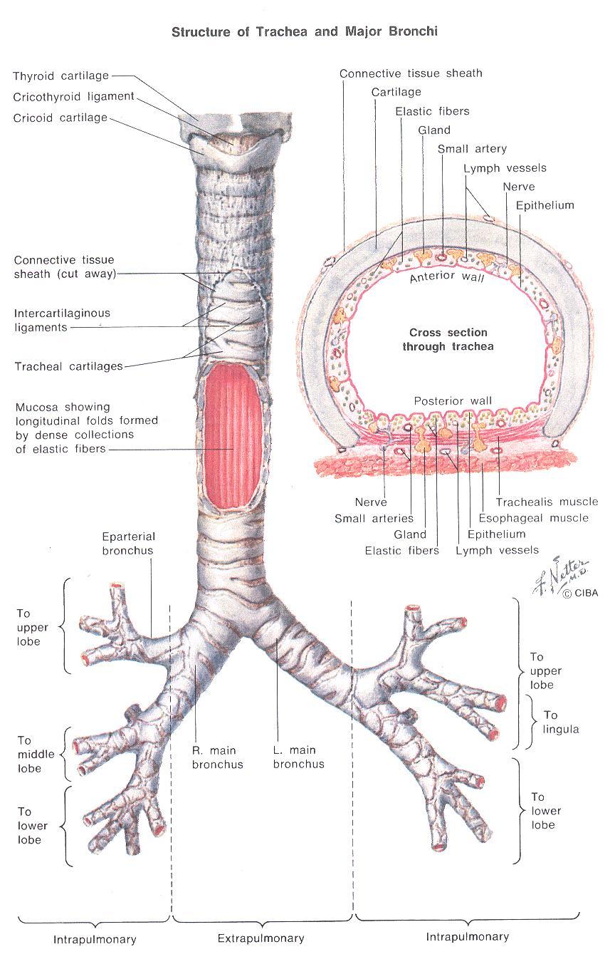 alveolitasolta - P63 ilmentyy ilmateiden basaalisoluissa - TTF- 1 alveolien 2 tyypin