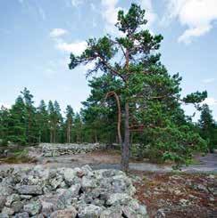 Tänä vuonna tulee kuluneeksi tasan