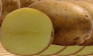 PRIVILEG SORAYA - Melko aikainen jauhoinen peruna - Tasakokoista mukulaa - Hyvä