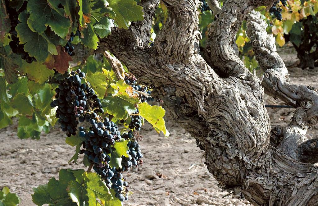 AUSTRALIA AUSTRALIA Origin Wine Grant Burge Origin Wine on eteläafrikkalainen, vuonna 2002 kolmen hengen voimin perustettu yritys, joka tänä päivänä tuottaa maailmanlaajuisesti yli 80 miljoonaa