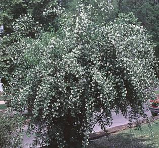 Harilik ebajasmiin - Philadelphus coronarius Kõrgus: 2-3 m. Püstine kõrge põõsas. Tugevalt lõhnavad valged lihtõied, V-VI. Sobivad normaalsed parasniisked aiamullad.