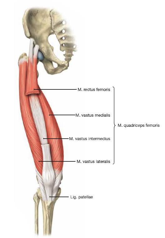 10 Kuva 2. M. quadriceps femoris lihakset (Paulsen & Waschke 2010, 301.) Patellajänteen alapuolella on rasvapatja (infrapatellar fat pad), joka erottaa sen nivelkapselista.