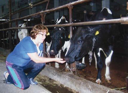 LK 6 september 2010 VallaetTevõte Külaskäik farmi: iseloomuga lehmad, kõikuvad piimahinnad ja pisut kasumit Külaservas on vana sovhoosi -aegne laut uue laudisega üle löödud, seatud sisse moodne