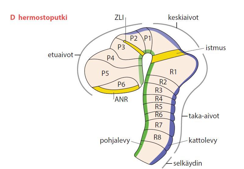 Aivojen prosomeerit ja rombomeerit Taipuneeseen hermostoputkeen muodostuu etuaivoihin 6 prosomeeria ja takaaivoihin 8