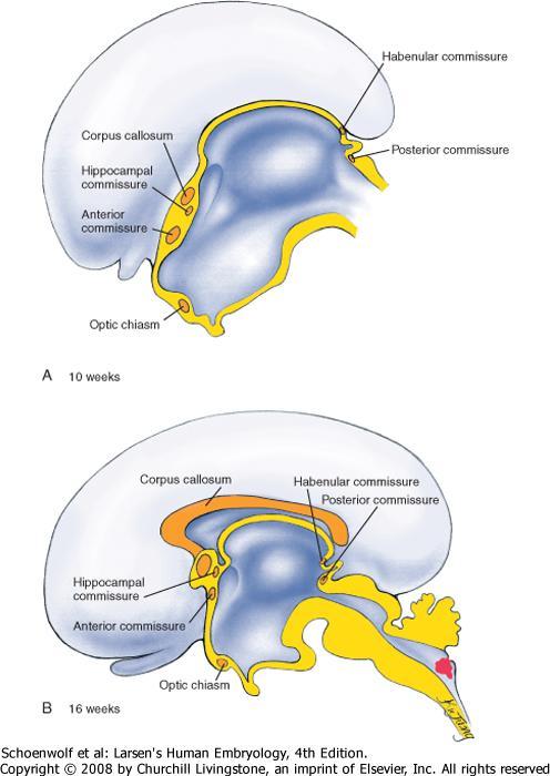 Isoaivot Isoaivot jakautuvat kahteen puoliskoon, hemisfeeriin, joita yhdistävät kommissuurat, erilaistuvat 10-16 sikiöviikoilla Merkittävin näistä on corpus callosum eli aivokurkiainen Aivojen