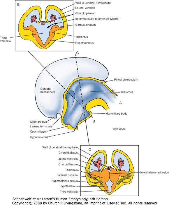 Aivopuoliskot Aivopuoliskojen ja sivukammioiden muodostuminen Sivukammiot ovat yhteydessä 3.
