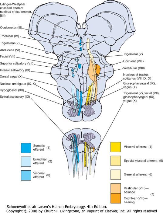 Aivorungon pylväät u Kraniaalihermojen aivorungossa olevat tumakkeet muodostavat