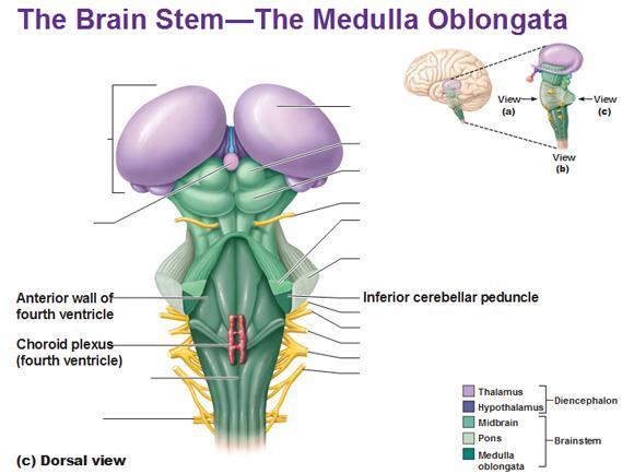 5. Ydinjatke - myelenkefalon u Aivojen alin osa, joka kuuluu aivorunkoon u Säätelee mm.