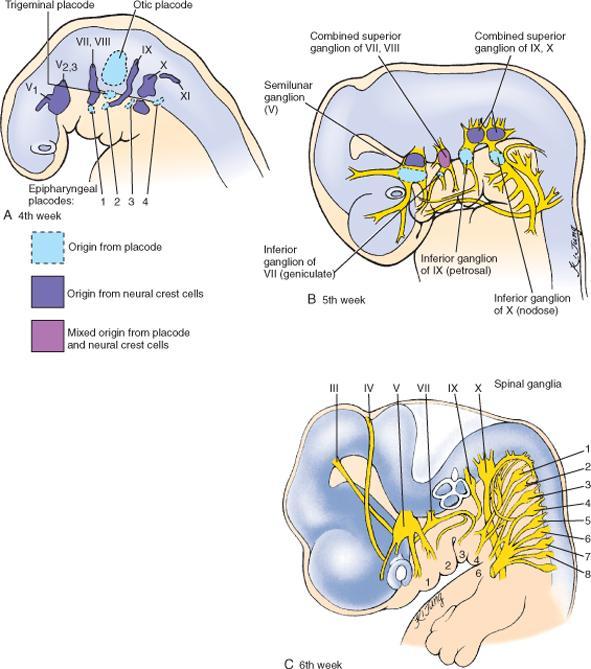 Pään ja nielun alueen hermosolmut Hermostopienan soluja, jotka ovat alun perin vaeltaneet määrättyjen rombomeerien alueelta Hermottavat rombomeerien (R1-R8)