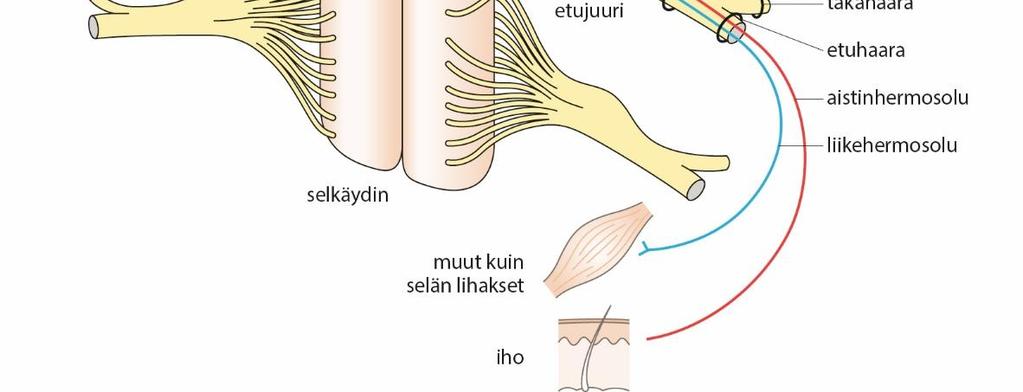 Liike- ja tuntohermorata u Selkäydinhermot ovat yhteydessä selkäytimeen etuja takajuuren välityksellä u Liikehermosolujen TUMAT ovat selkäytimen ventraaliosassa, josta AKSONIT (sininen) lähtevät