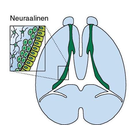 Hermosolujen jakautuvat