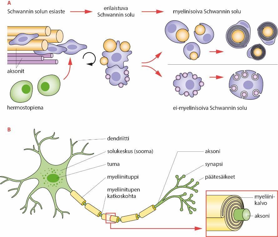 Ääreishermoston tukisolut Schwannin solut peräisin hermostopienasta Aksonien tuottama neureguliini-1/erbb ligandi/reseptorijärjestelmä säätelee Schwannin solujen