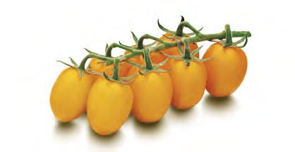 Hinnat alv 0 % Kasvihuonevihannekset A1-0929 Organza (DRK 916) HR ToMV/Ff:1-5/Fol:0,1/For/Va/Vd/Si Oranssit, pitkänomaiset hedelmät, joiden paino on 75 80 g.