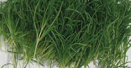 merkintä on Salaatin lehtihome, Bremia lactucae, voi tarttua salaattiin kaikissa kehitysvaiheissa taimettumisesta sadonkorjuuseen.