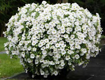 Sopii sekä ruukku- että amppeliviljelyyn, lajikkeet ovat erinomaisia myös yhdistelmäamppeleihin käytettäviksi. Califlora White Itää 22 C:ssa noin viikossa.