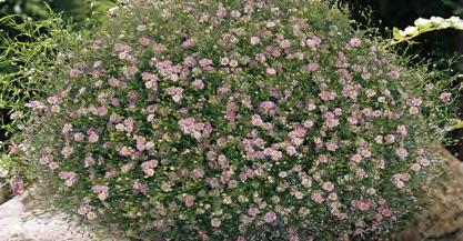 Koristekasvit Hinnat alv 0 % Gypsy Pink Ballad GYPSOPHILA MURALIS AMPPELIHARSO Itää 20 C lämmössä 10 14 vrk:ssa. Siemeniä ei peitetä.