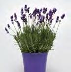 Kukat kauniin siniset ja kookkaat, korkeus noin 35 cm. 1.000 s. 33,50 A6-4227 Ellagance Purple Kirkas liilansininen.