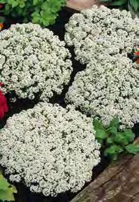 Tuoksupielus sopii erinomaisesti täydentämään orvokkiamppeleita tai keväisiä ruukkuistutuksia. Kukkien värit ovat kirkkaimmillaan matalissa lämpötiloissa.