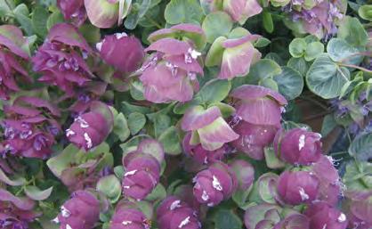 Raikkaan vaaleanvihreiden lehtien ja roosan väristen kukkien ohella koristearvoa lisäävät roosaksi värittyvät verholehdet. Itää valossa, siemeniä ei peitetä. Itämisaika 22 C lämpötilassa 4 5 vrk.