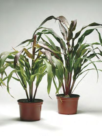 Taimia voi myydä ryhmäkasvien tapaan, 10 20 cm:n ruukuissa ne ovat hauskoja vihreitä, noin 30 cm korkeita tupsuja jo 7 8 viikkoa kylvöstä.