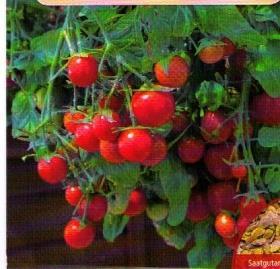 20 cm amppeliin voidaan istuttaa 3 tainta. Tomaatti vaatii runsaasti vettä ja ravinteita, jotta satokausi jatkuu pitkälle syksyyn. Määrä 100 siementä. Hyvin haaroittuva, maukas.