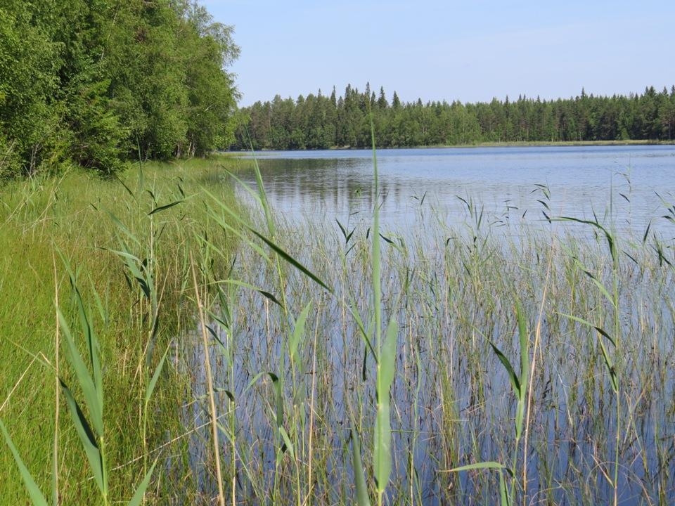 Sudenkorentoselvityksen maastotyöt ja raportin teki luontokartoittaja (eat) Petri Parkko. Sudenkorentojen nimistö ja yleisyys raportissa ovat Karjalaisen (2010) mukaan.