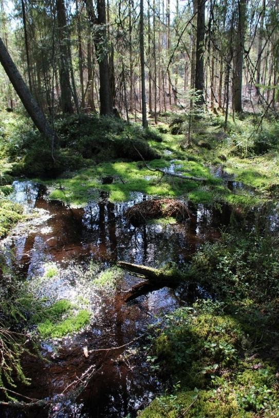 Pohjavesialueen luokitus E-luokkaan (Vna1040/2006, 8 c ) E-luokan pohjavesialueen luokitus perustuu 1) luonnontilaisen tai luonnontilaisen kaltaiseen, 2) muun lainsäädännön nojalla suojeltuun, 3)