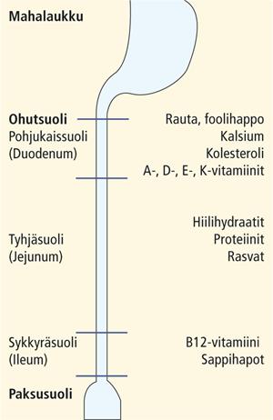 4. Ohutsuoli pilkkoutuneiden ravintoaineiden imeytyminen 3-5m pitkä, poimuttunut putki Kaikki ravintoaineeet pilkkoutuvat muotoon, jossa imeytyvät verenkiertoon Pohjukaissuoleen avautuu