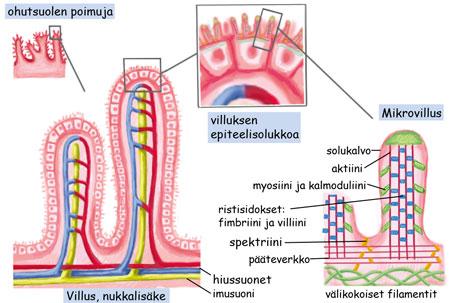 Ohutsuolen imeytymistä helpottavat