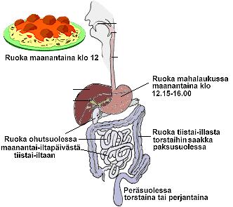 Ruuansulatus Mitä solu tarvitsee?