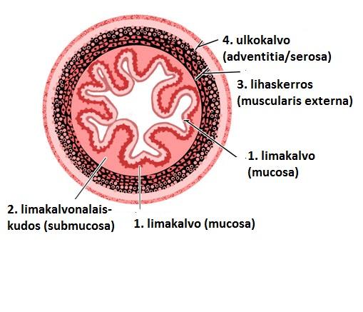 Ruuansulatuselimistö = Rs-kanava+haima+maksa+sappirakko+sylkirauhaset Rs-kanavan seinämä rakentuu neljästä kudoskerroksesta: 1.Limakalvo 2.Sidekudos (Veri- ja imusuonia, hermot) 3.