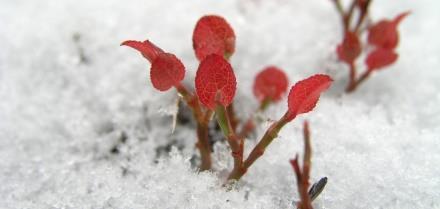 Esimerkki 1 Sudenkuopat: Onko perillisillä aito halu tulla metsänomistajiksi?