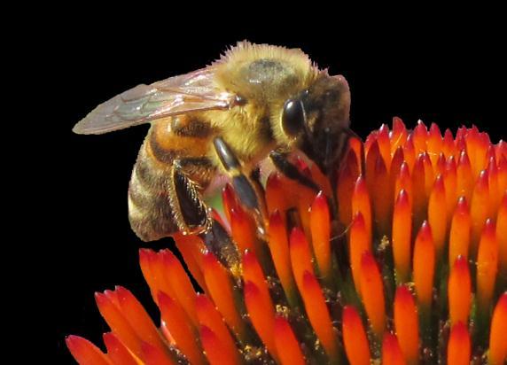 Mehiläiskuolleisuuden ja tautien seurannan