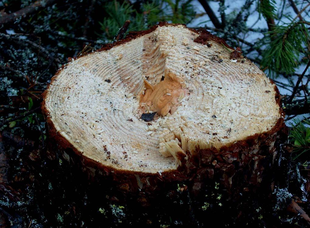 Yli puolet poistumasta alle 7 cm Aikatutkimuksessa hakattiin runsaat 3 200 runkoa