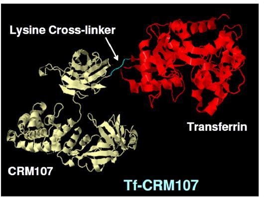 Plasmaproteiinien hyödyntäminen syövän hoidossa: TransMID Tarkoitettu aivojen syöpien hoitoon TransMID: Transferriiniin linkitetty