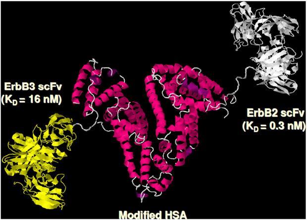 Plasmaproteiinien hyödyntäminen syövän hoidossa: MM-111 Kahden vasta-aineen vaihtelevan alueen ja albumiinin fuusio proteiini Toinen scfv-osa kohdistuu HER2- ja toinen HER3-