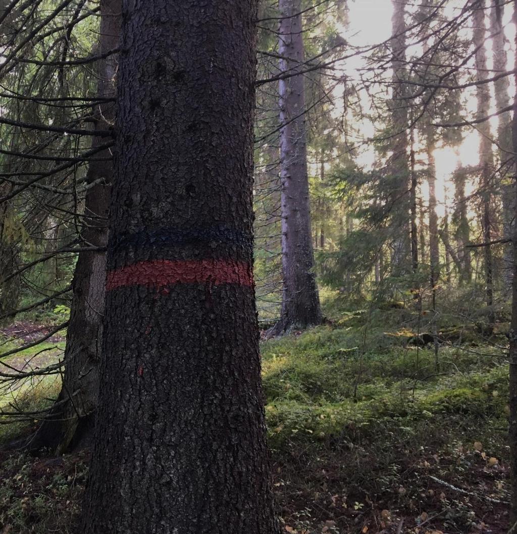 Opastekokonaisuuden vaatimuksia Reittimerkkien ja viitoituksen ominaisuuksiin vaikuttavia tekijöitä Reitin käyttöaika: vuodenajat ja vuorokaudenajat Käyttö vain lumettomana aikana Käyttö myös