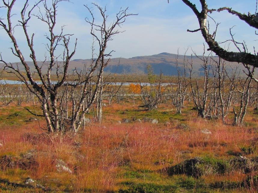 lannoittavan vaikutuksen, latvuston varjostuksen