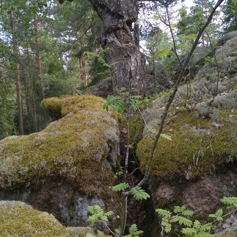 Jos oikeudenmukaisuus