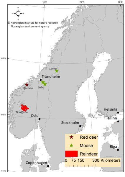 Norjan tilanne 2018 Tutkittu 2016-2018 > 69 535 eläintä CWD 19 tunturipeuralla Nordfjellan alueella Tutkimuksissa on osoitettu, että tunturipeurakannan alkuperä ei ole USA, alkuperä