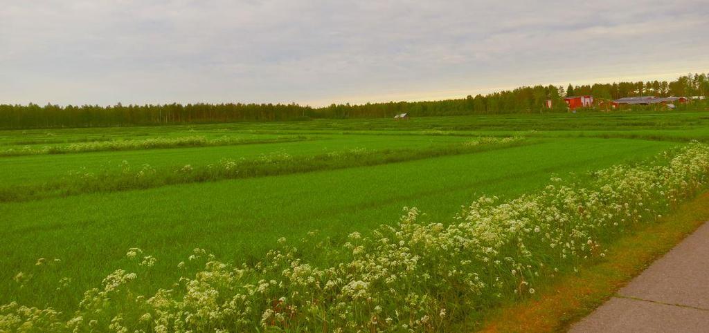 PYHÄNNÄN KESKUSTAN OSAYLEISKAAVAN PESIMÄLINNUSTOSELVITYS Kuva 2. Koulun koillispuolisella pellolla on sarkaojia, mikä lisää alueen sopivuutta peltolinnustolle.