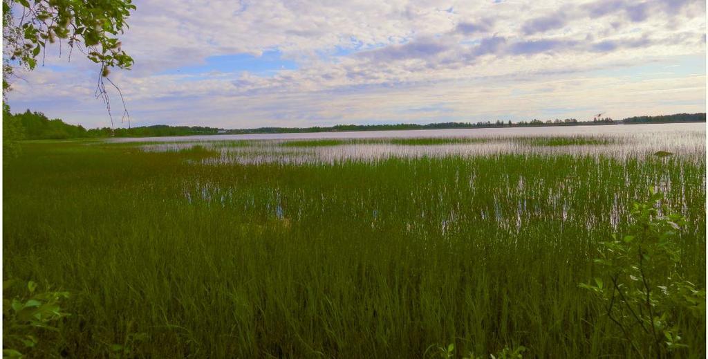 Kohde sijaitsee Pyhännänjärven lounaisen osan etelärannalla. Puro muodostaa suistossa suvantolammen, jossa on nevareunus (Kuva 4). Nevaa ympäröi mäntyä kasvava isovarpuräme ja siellä täällä pajukko.
