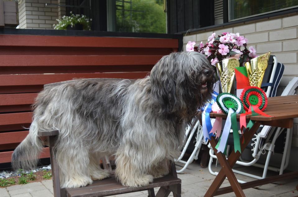 Excellent anatomy. Good angula on. Nice temperament. VAL ERI 1 SA PU 1 CACIB VSP Kuopio 5.8.2016, Tuomari Espen Engh (NO) 2 year old very elegant dog, needs more substance and weight.