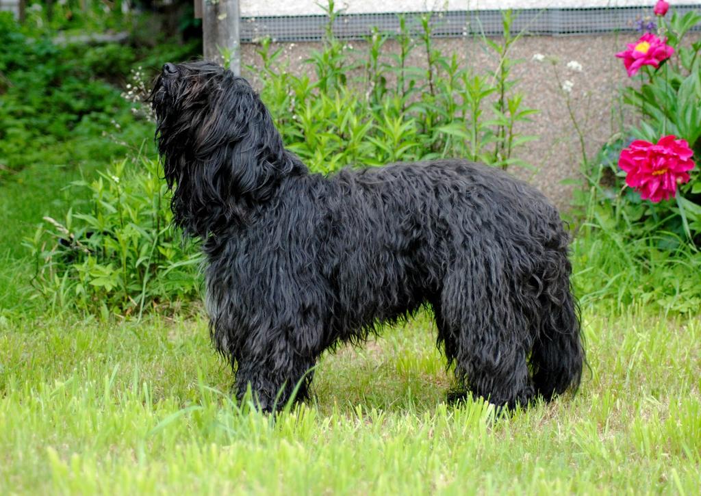 PENTUEET Karvarallin Poppaskons. Kuva: Kati Kontula BLACK QUEBEC'S Linda Virtanen, Kaaro s. 3.5.