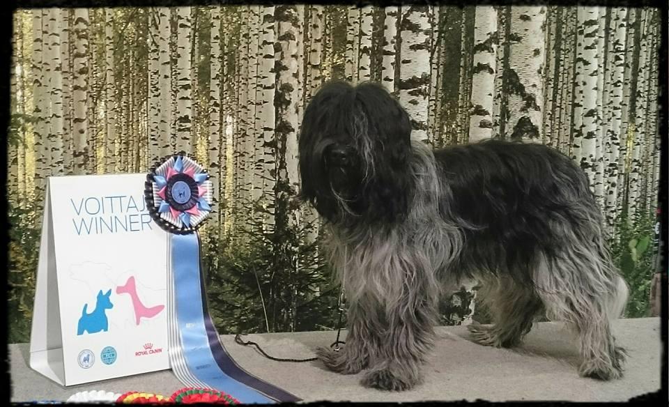 Kuva: Satu Savilaakso Rovaniemi 28.8.2016, Tuomari Maret Kärdi (EE) 2 v. Koon ylärajalla. Hieman korkearaajaisen, lyhytrunkoisen vaikutelman antava nuori nar u. Rii ävät kulmaukset.