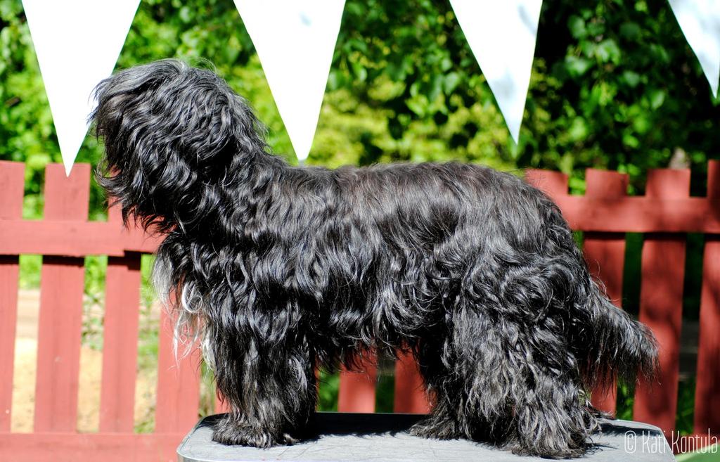 FI17054/10 SWIFTY S DIESEL Kuva: Kati Kontula Kouvola 20.8.2016, Tuomari Beata Petkevica (LV) 6 years old masculine boy. Correct bite. Masculine head. Medium neck. Typical placement of tail on move.