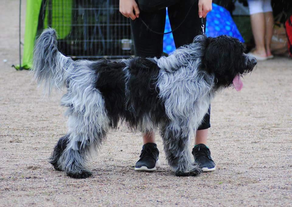 KENNEL POMPPALOIKAN Lahti 23.10.2016, Tuomari Marja Talvitie (Napapiirin Sankari, Pohjantäh, Tie Pohjoiseen, Revontulen Loimu) Rii ävän tasainen ryhmä, hyväntyyppisiä ja -kokoisia schapendoeseja.