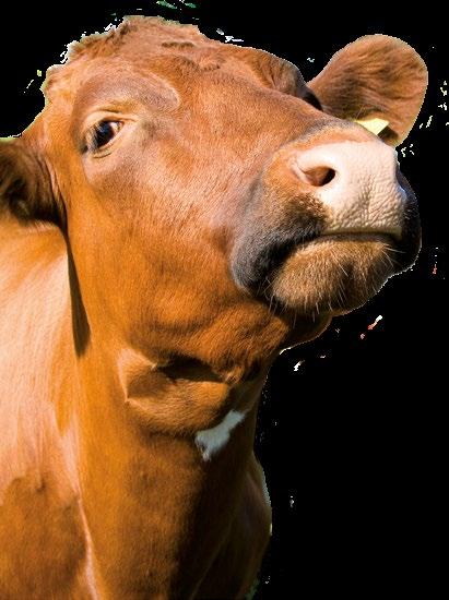 vajaatoiminnan yhteydessä Pakkauskoko: 4 x 330 g LEHMÄN FOSFORIPASTA Täydennysrehu fosforin puutostiloihin Käytetään lehmille, joilla on