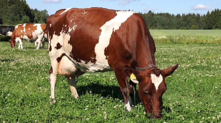 LUOMUREHUT Luomu on puhdasta ja turvallista. Luomurehut valmistetaan Kotkan tehtaalla, joka ei vastaanota eikä käsittele lainkaan geenimuunneltuja eikä eläinperäisiä raaka-aineita.